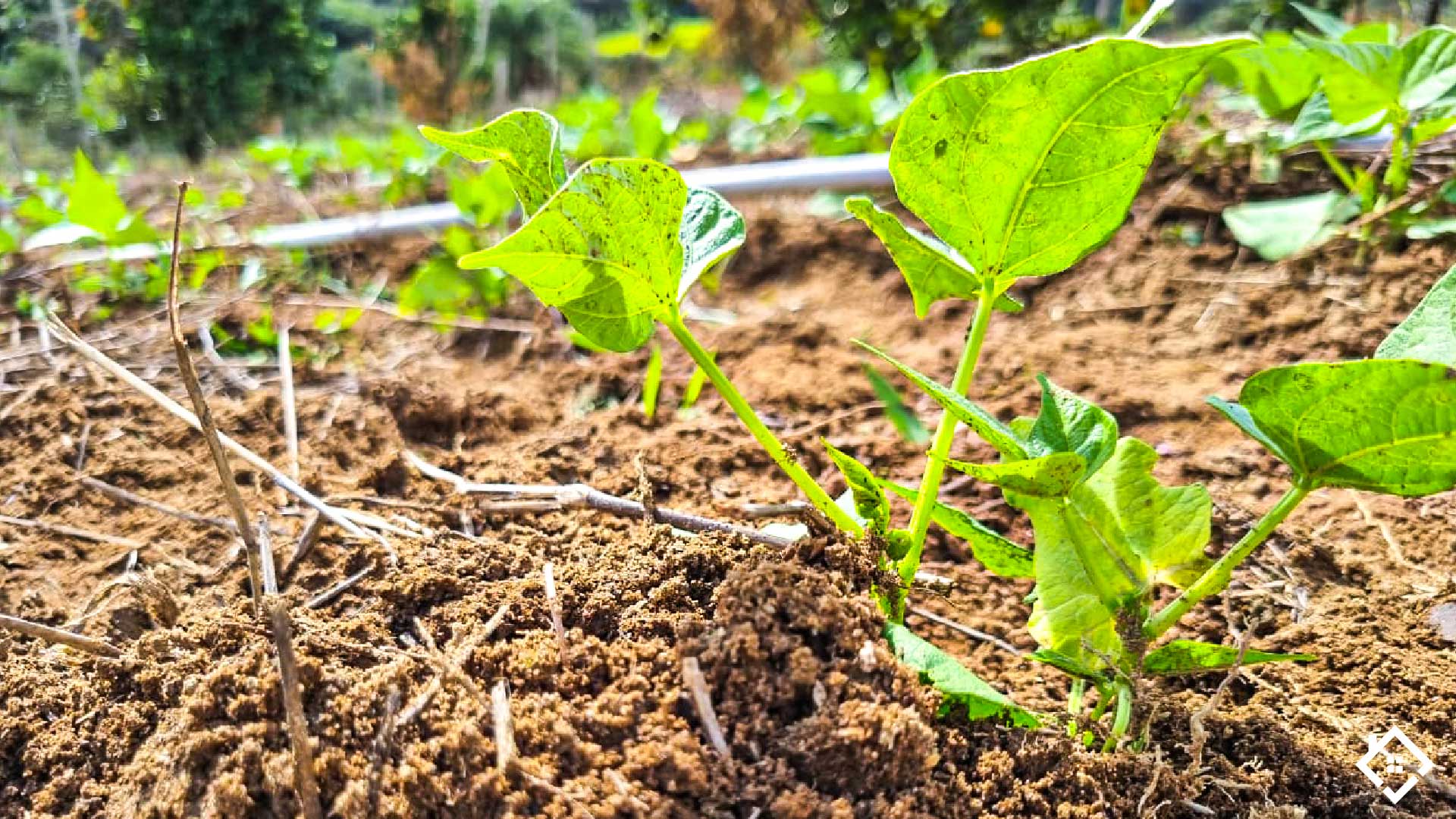 Minas Gerais, ,Fazenda,Para Venda,1004