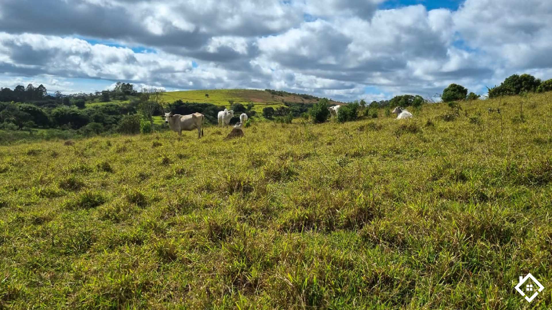 Minas Gerais, ,Fazenda,Para Venda,1004