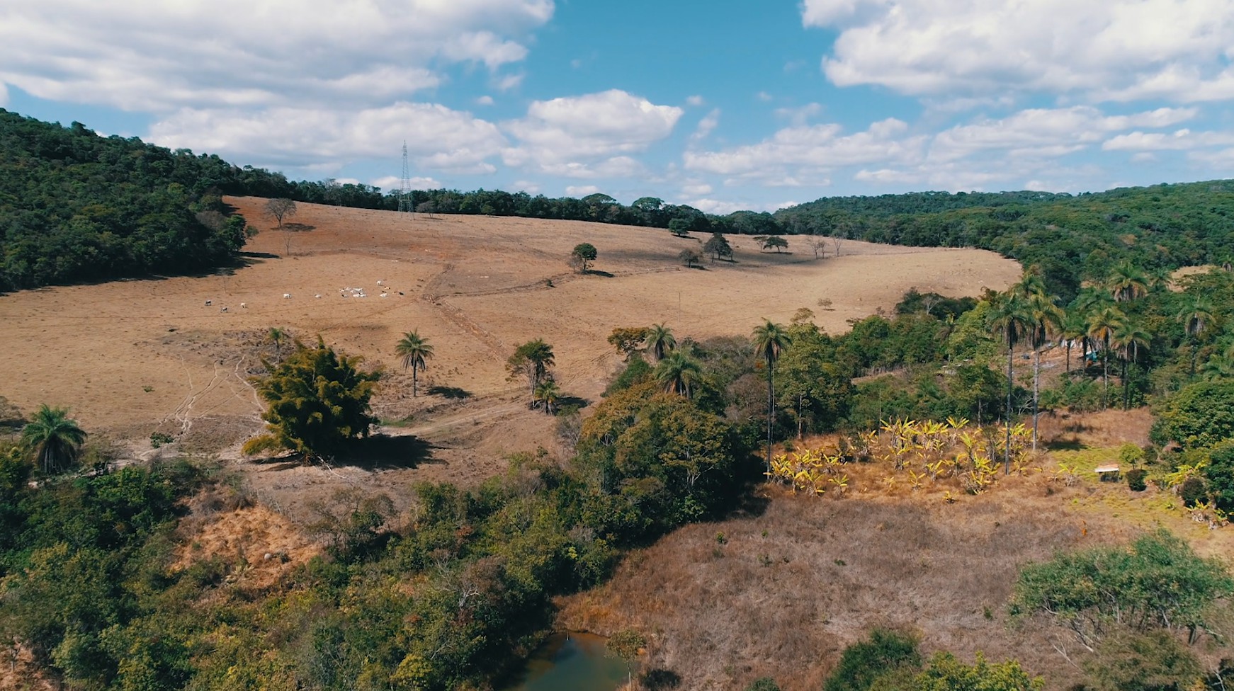 Minas Gerais, ,Fazenda,Para Venda,1008